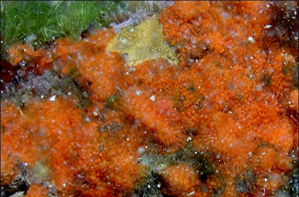 Schizoporella longirostris